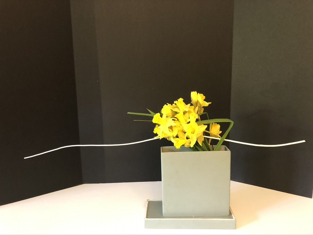 Daffodils