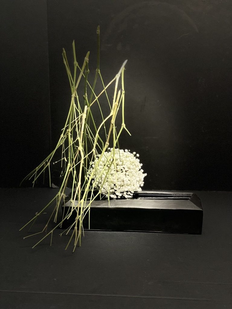 Gypsophila